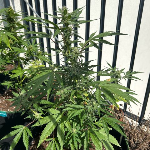Sticky orange XXL growlog timeline photo