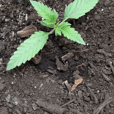 Bubblegum Kush growlog timeline photo