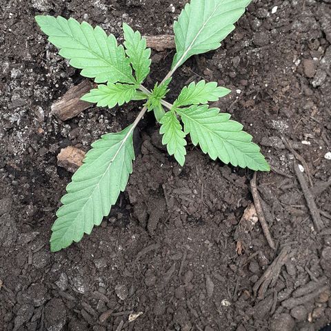 Bubblegum Kush growlog timeline photo