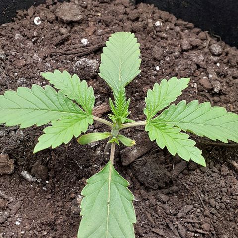 Bubblegum Kush growlog timeline photo