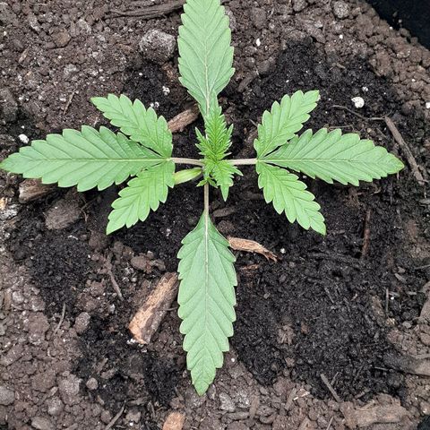 Bubblegum Kush growlog timeline photo