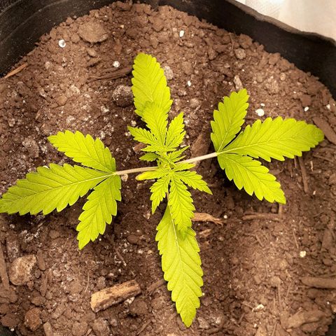 Bubblegum Kush growlog timeline photo