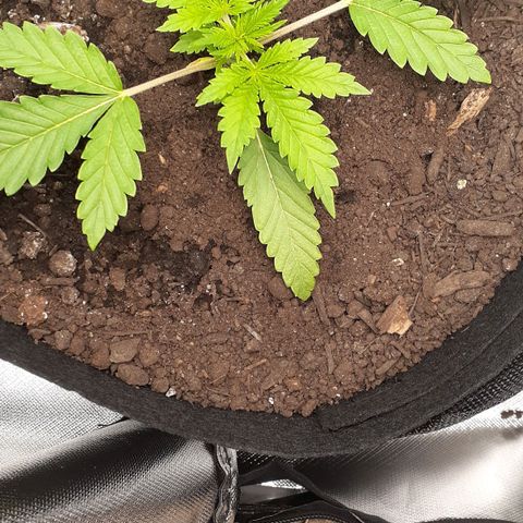 Bubblegum Kush growlog timeline photo