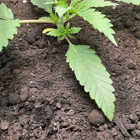 Bubblegum Kush growlog timeline photo