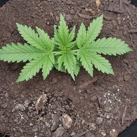 Bubblegum Kush growlog timeline photo