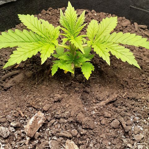 Bubblegum Kush growlog timeline photo