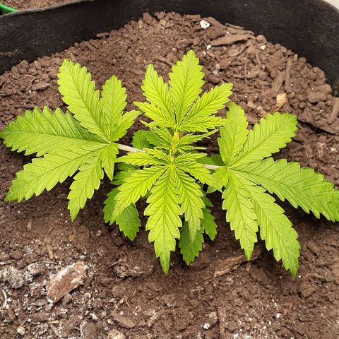 Bubblegum Kush growlog timeline photo