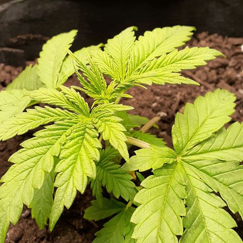 Bubblegum Kush growlog timeline photo