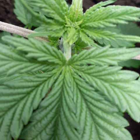 Bubblegum Kush growlog timeline photo