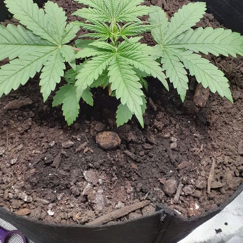 Bubblegum Kush growlog timeline photo