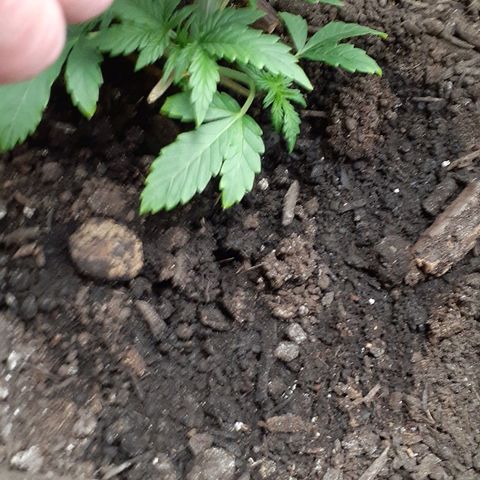 Bubblegum Kush growlog timeline photo