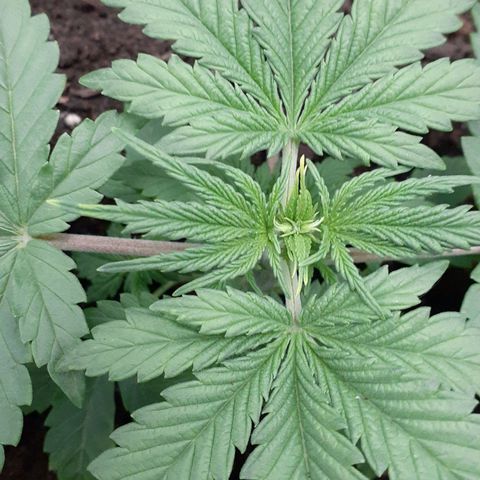 Bubblegum Kush growlog timeline photo