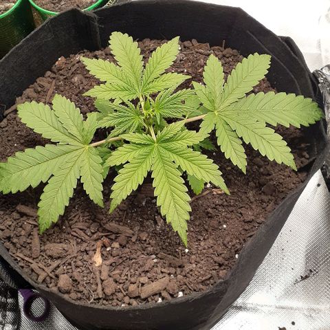 Bubblegum Kush growlog timeline photo