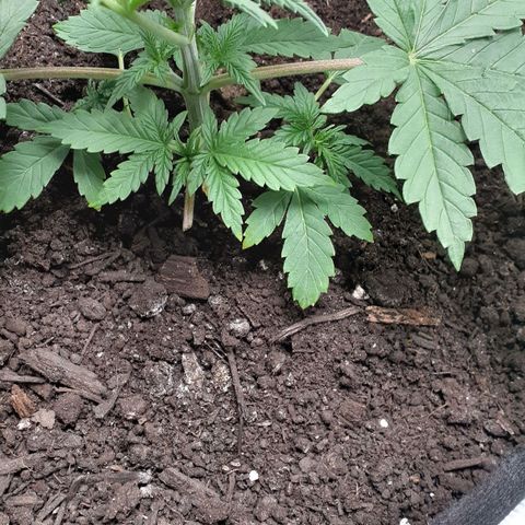 Bubblegum Kush growlog timeline photo