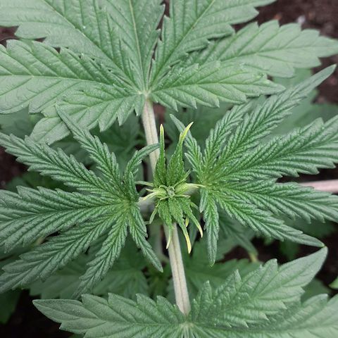 Bubblegum Kush growlog timeline photo