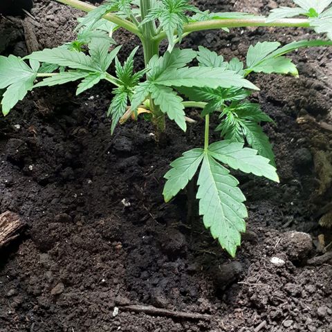 Bubblegum Kush growlog timeline photo