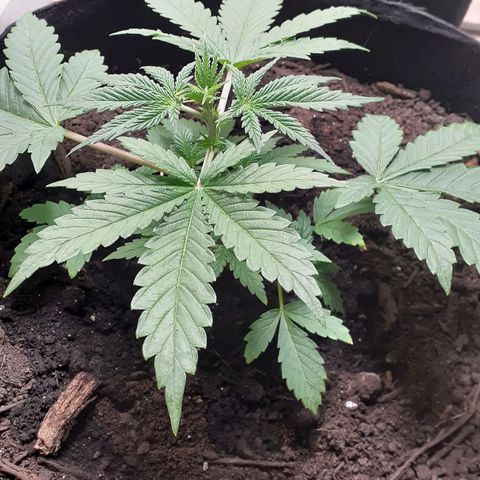 Bubblegum Kush growlog timeline photo