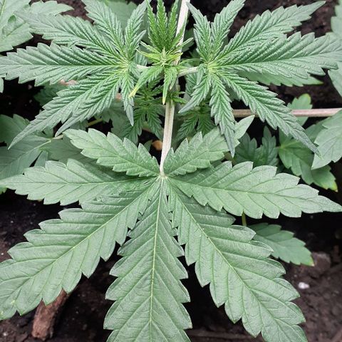 Bubblegum Kush growlog timeline photo