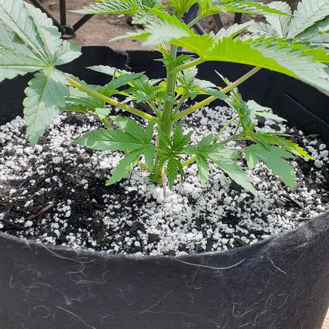Bubblegum Kush growlog timeline photo