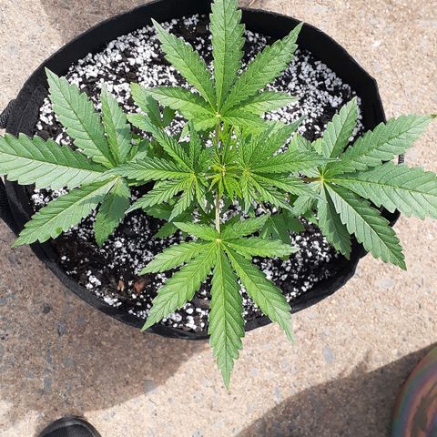 Bubblegum Kush growlog timeline photo