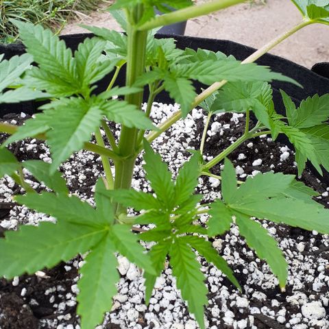 Bubblegum Kush growlog timeline photo
