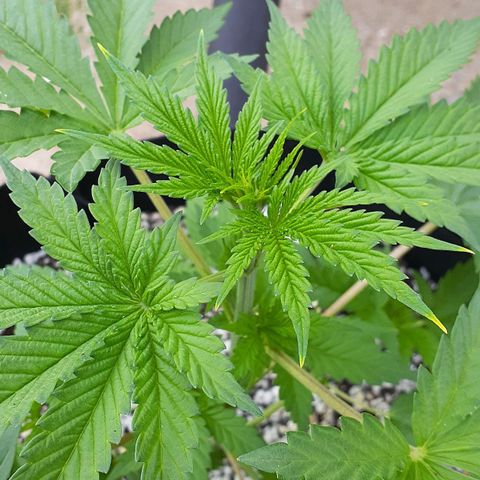 Bubblegum Kush growlog timeline photo