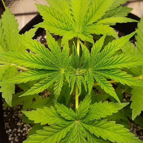 Bubblegum Kush growlog timeline photo