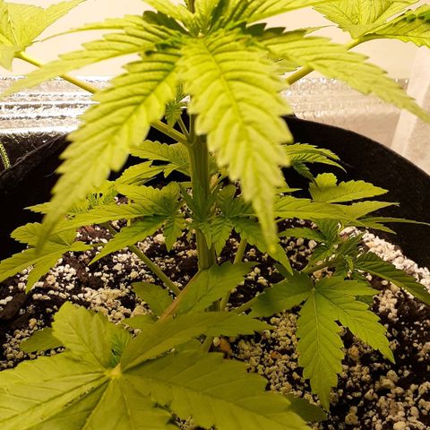 Bubblegum Kush growlog timeline photo