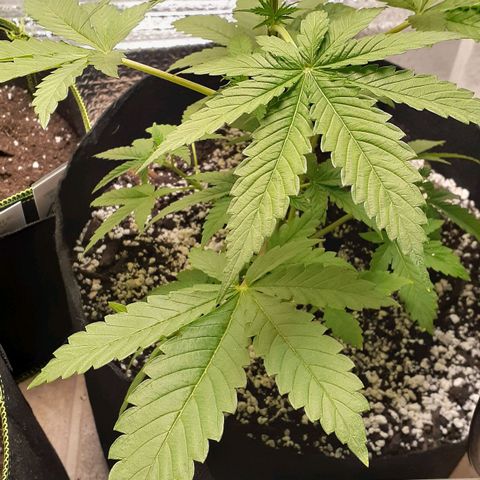 Bubblegum Kush growlog timeline photo