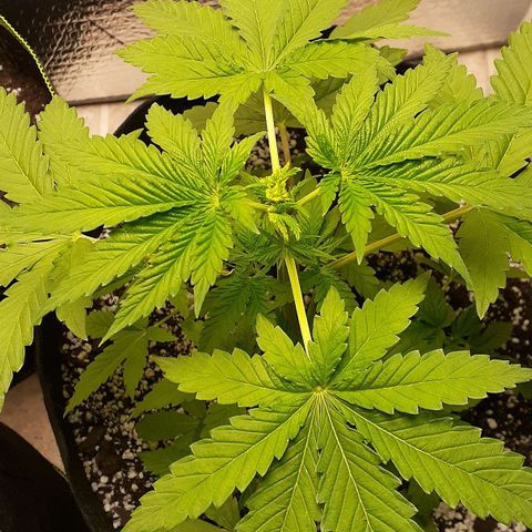 Bubblegum Kush growlog timeline photo