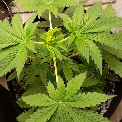 Bubblegum Kush growlog timeline photo