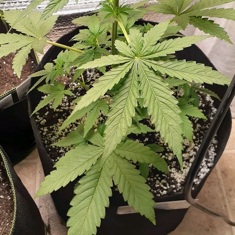 Bubblegum Kush growlog timeline photo