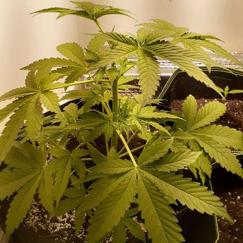 Bubblegum Kush growlog timeline photo