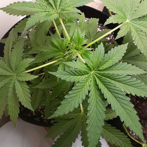 Bubblegum Kush growlog timeline photo