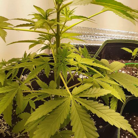 Bubblegum Kush growlog timeline photo