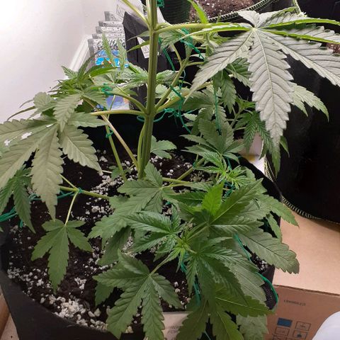 Bubblegum Kush growlog timeline photo