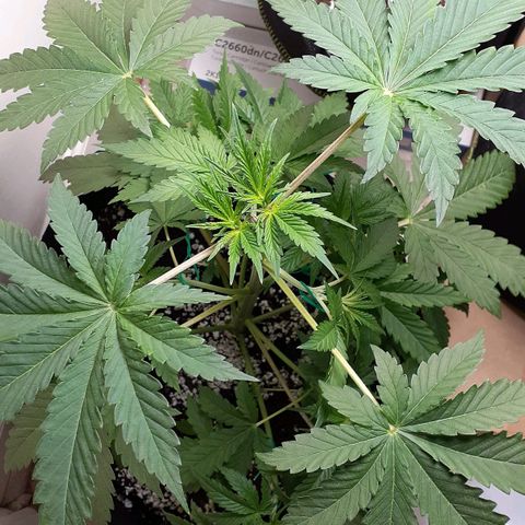 Bubblegum Kush growlog timeline photo