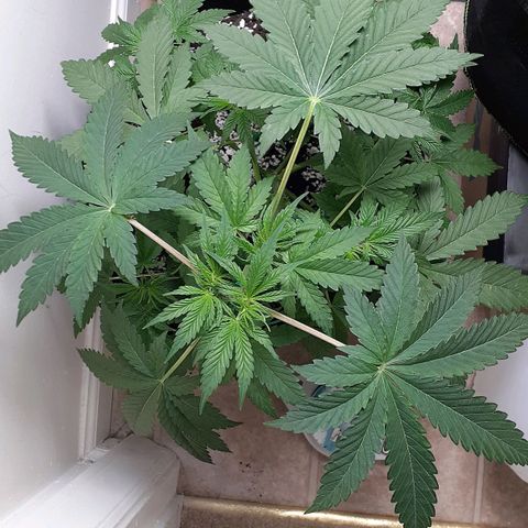 Bubblegum Kush growlog timeline photo