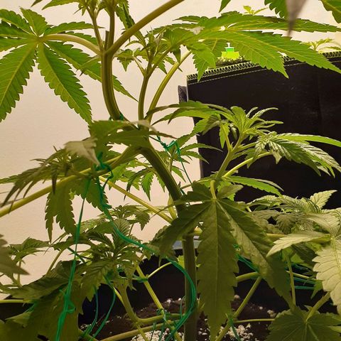 Bubblegum Kush growlog timeline photo