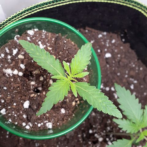 White Widow growlog timeline photo