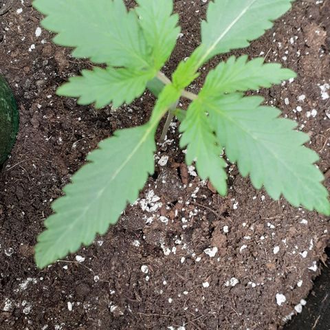 Sour Diesel growlog timeline photo