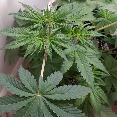 Bubblegum Kush growlog timeline photo