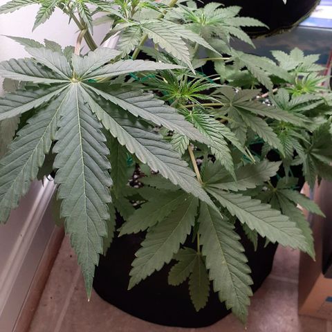 Bubblegum Kush growlog timeline photo