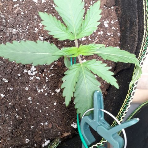 Sour Diesel growlog timeline photo
