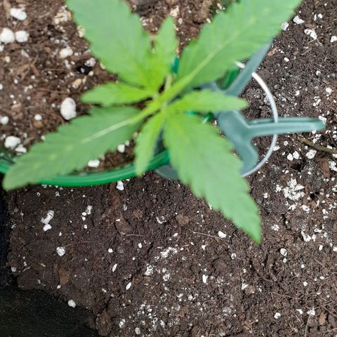 White Widow growlog timeline photo