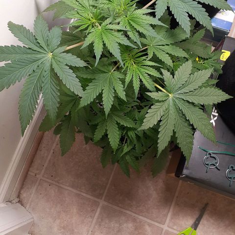 Bubblegum Kush growlog timeline photo