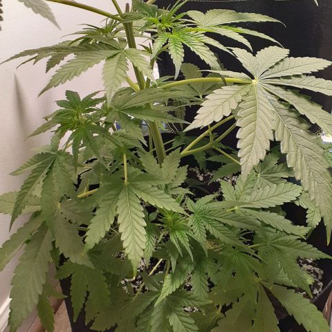 Bubblegum Kush growlog timeline photo