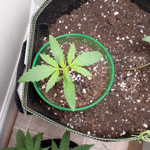 White Widow growlog timeline photo
