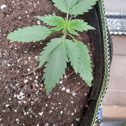 Sour Diesel growlog timeline photo