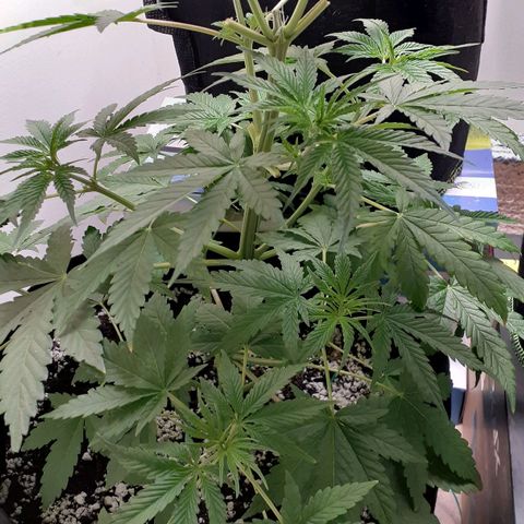 Bubblegum Kush growlog timeline photo